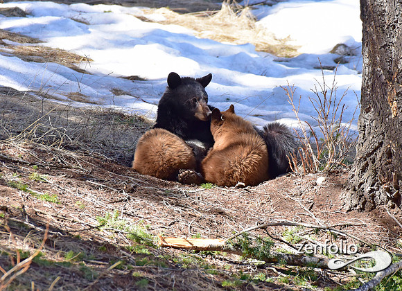 black bear with cubs (44)
