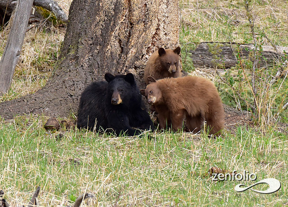 black bear and cubs (4)
