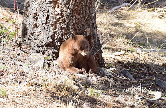 black bear with cubs (10)