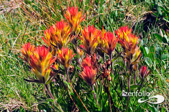sierra wildflowers
