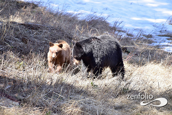 black bear with cubs (13)