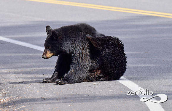 black bear with cinamon cubs (22)