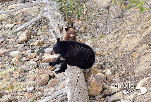 black bear with cubs (17)