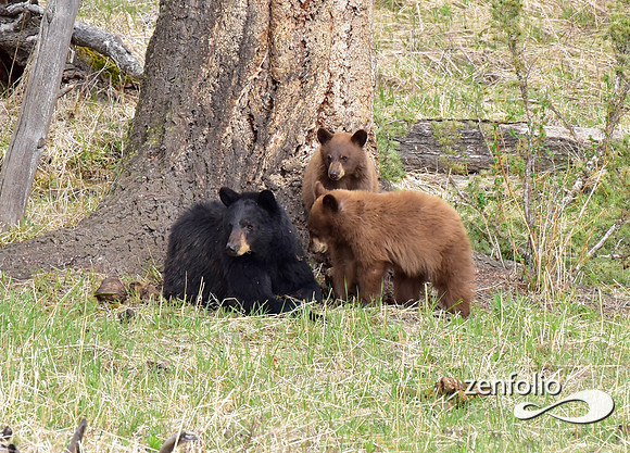 black bear and cubs (1)