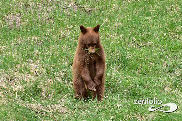 bear cub standing (4)
