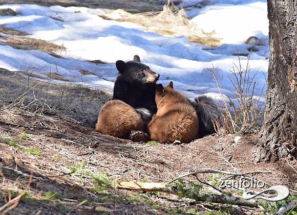 black bear with cubs (45)