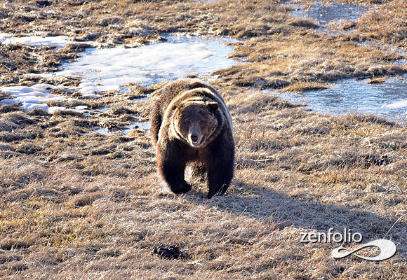 grizzly bear (9)