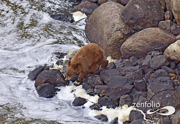 black bear with cubs (8)