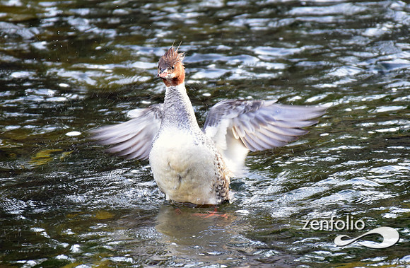 mergansers (11)