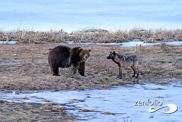 grizzly bear (2)