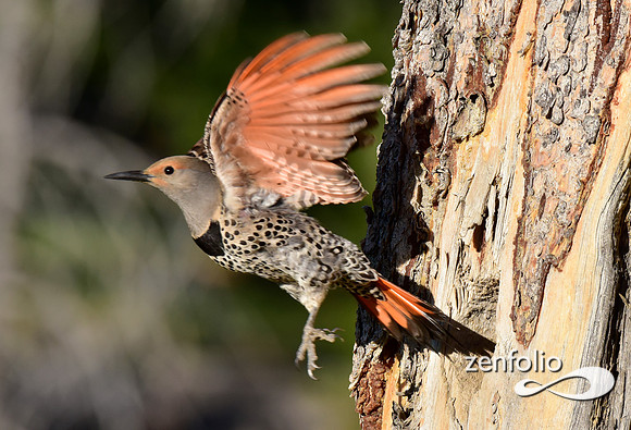 northern flicker (4)