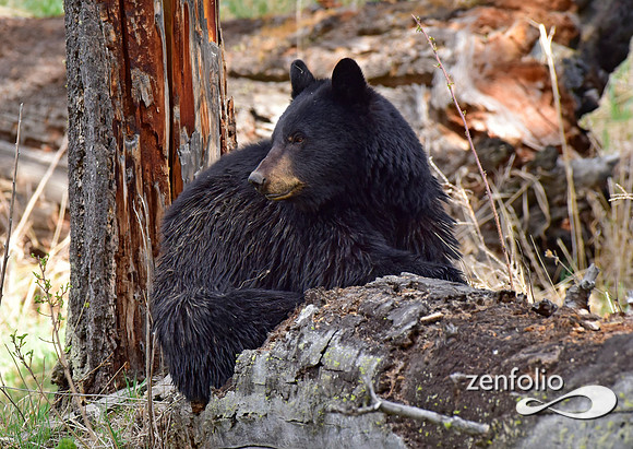 black bear with cinamon cubs (28)