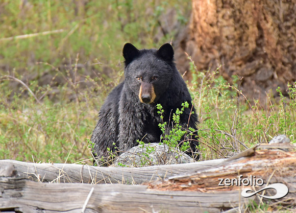 black bear (8)