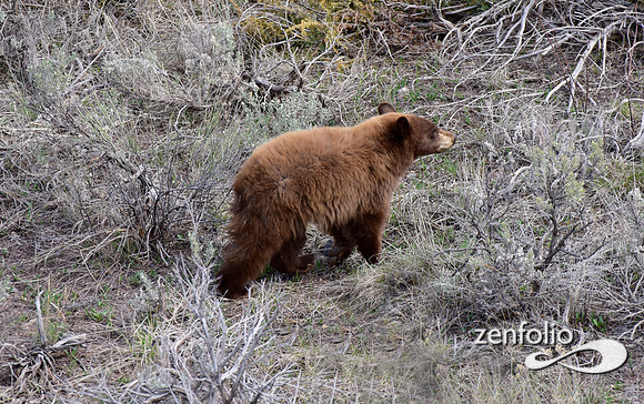 black bear with cubs (37)