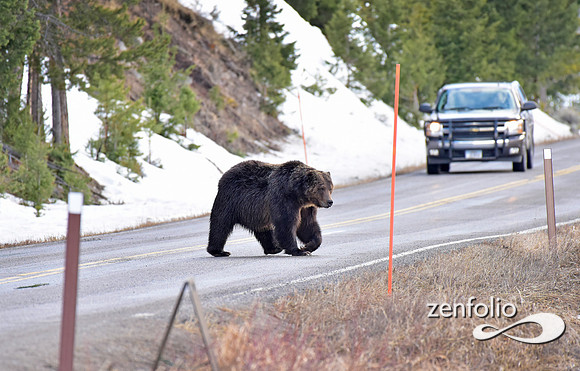 large grizzly at blacktail lakes (15)