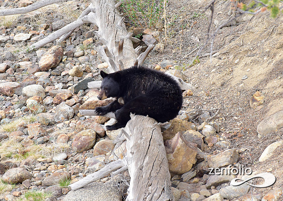black bear with cubs (14)