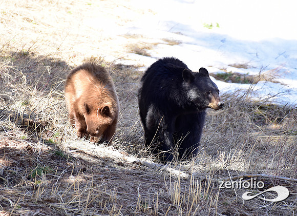black bear with cubs (4)