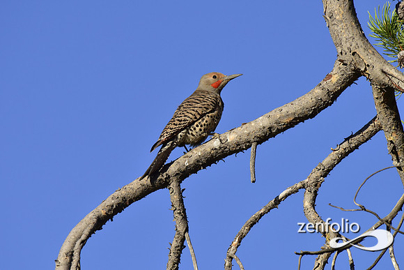 northern flicker (5)