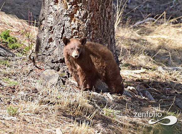 black bear with cubs (9)