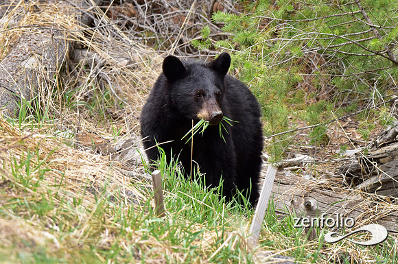 black bear grazing (2)