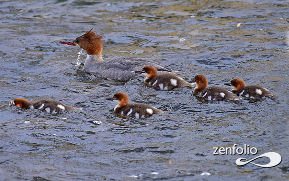mergansers (12)