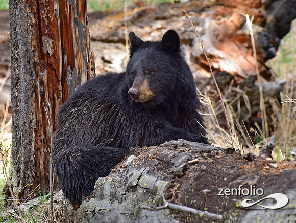 black bear with cinamon cubs (29)