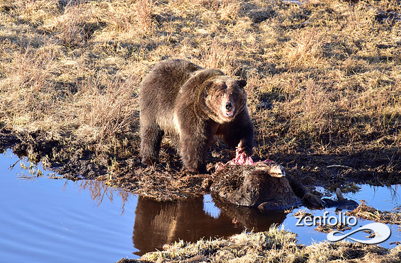 grizzly bear (6)