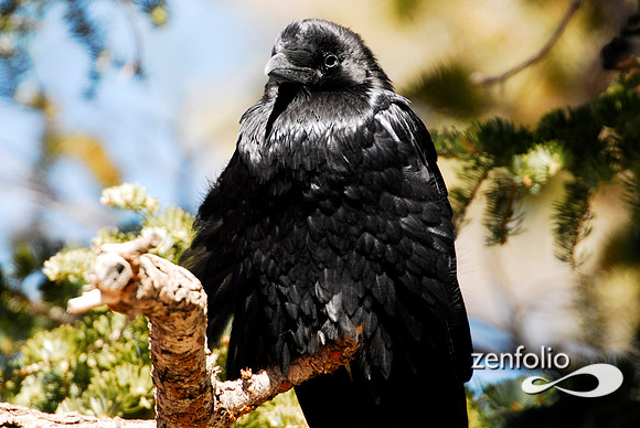 raven