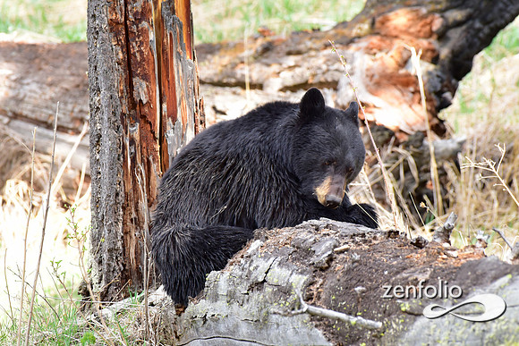 black bear with cinamon cubs (24)