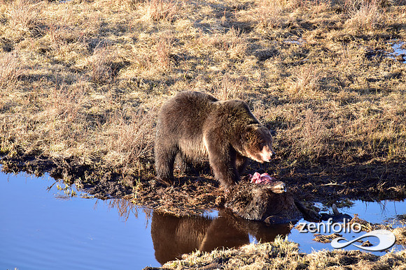 grizzly bear (54)