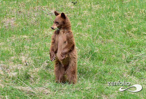 bear cub standing (2)