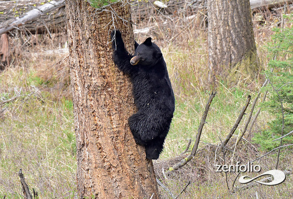 black bear (7)