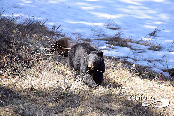 black bear with cubs (12)