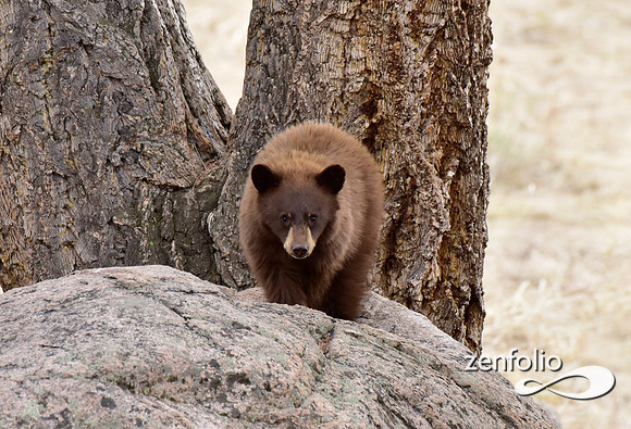 black bear with cubs (52)