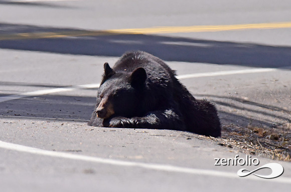 black bear with cinamon cubs (20)