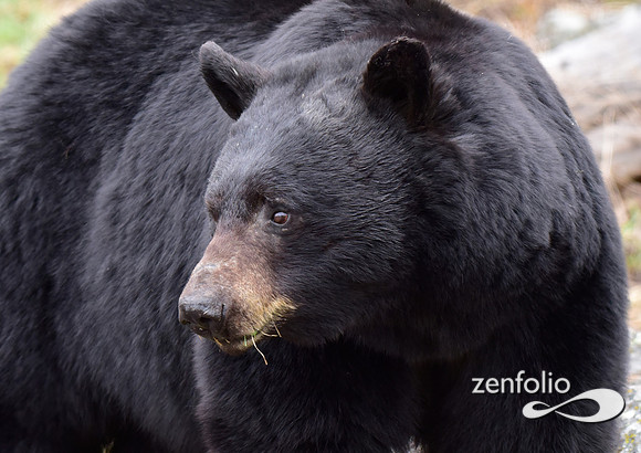 black bear close up.