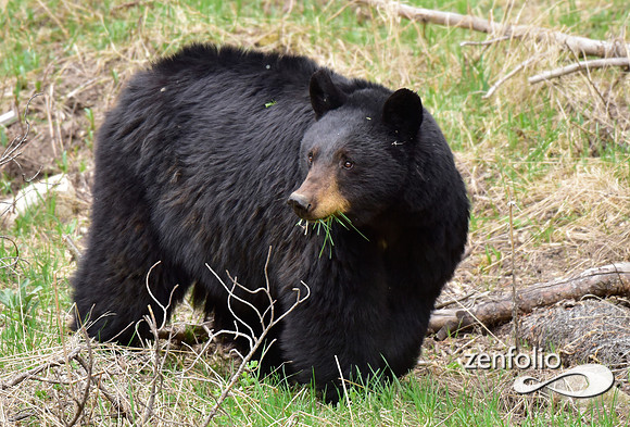 black bear (1)