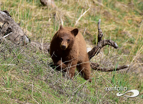 black bear with cinamon cubs (3)