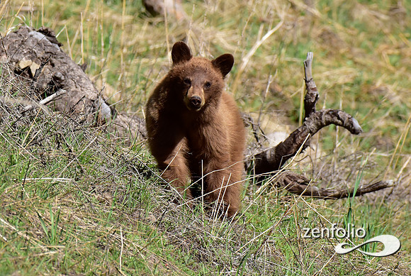 black bear with cinamon cubs (4)