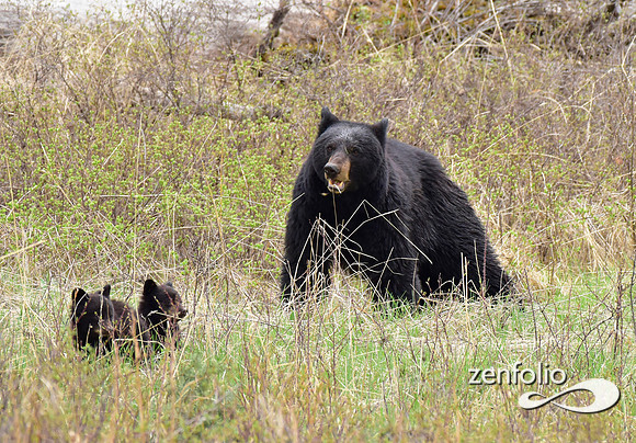 black bear with cubs (1)