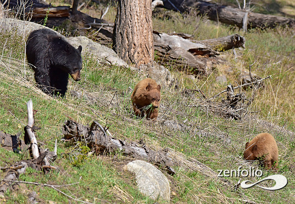black bear with cinamon cubs (5)