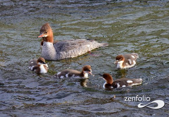 mergansers (7)