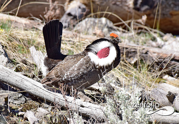 dusky grouse.