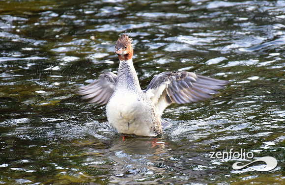mergansers (10)