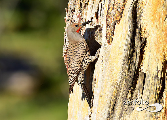 northern flickers (3)