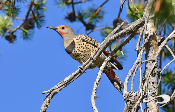 northern flicker (1)