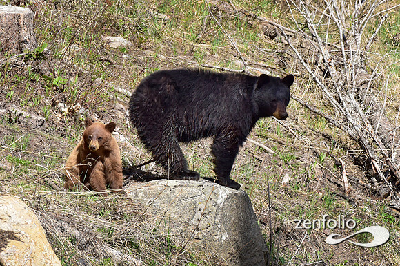 black bear with cinamon cubs (12)