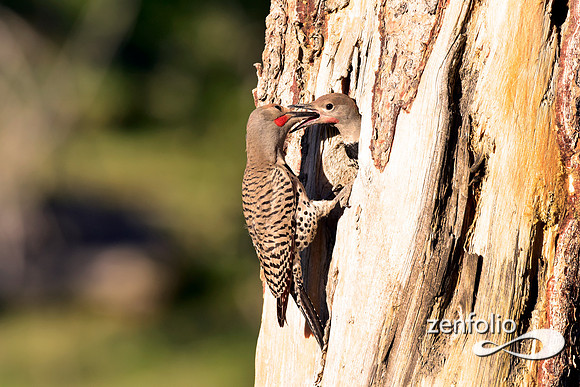 northern flickers (6)