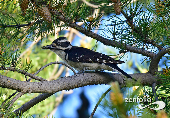 hairy woodpecker (5)