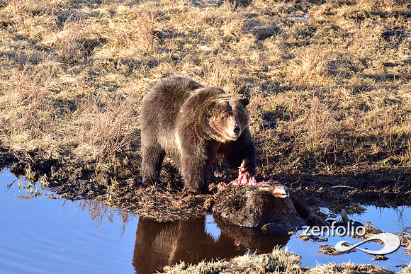 grizzly bear (1)